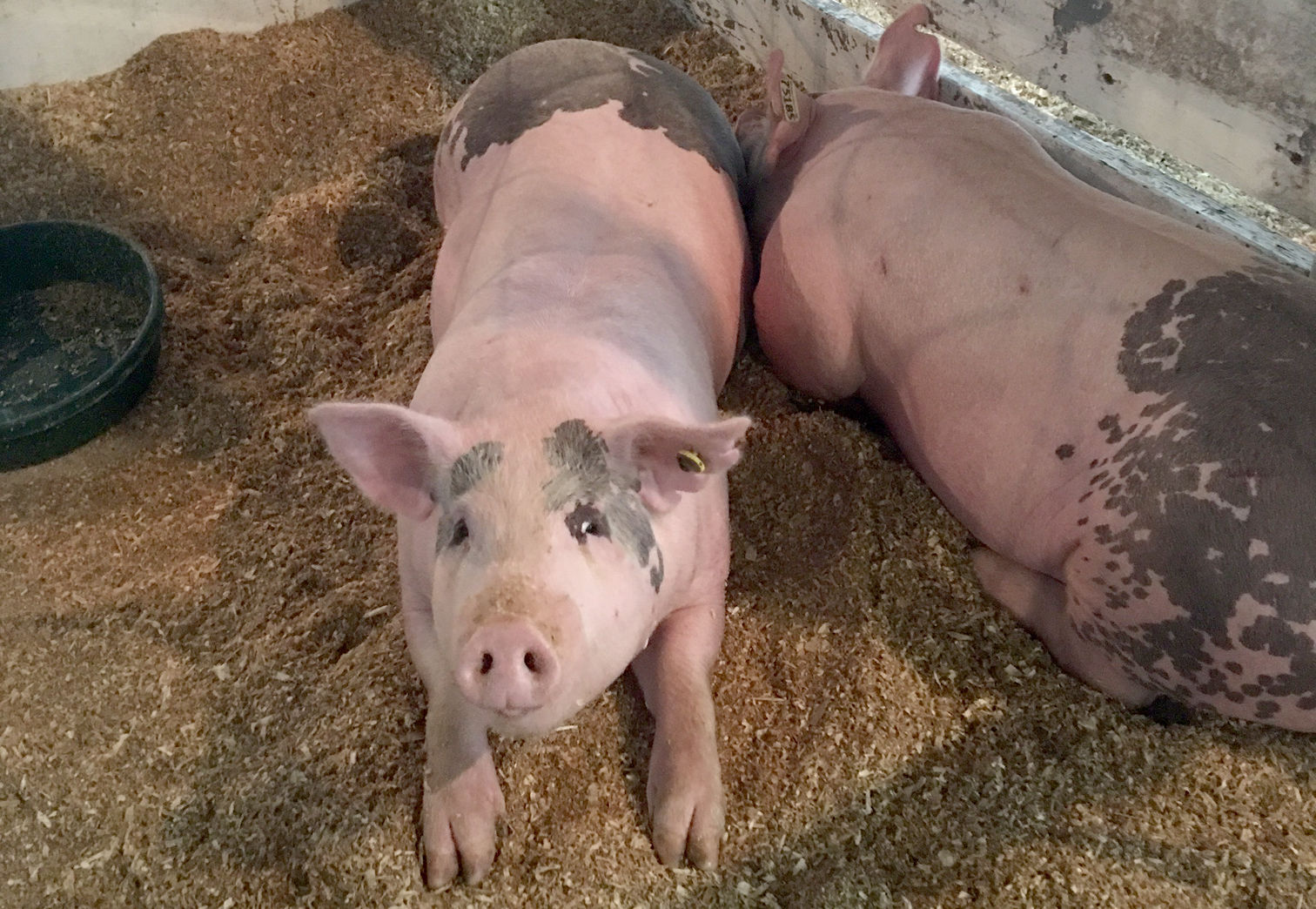 Pigs